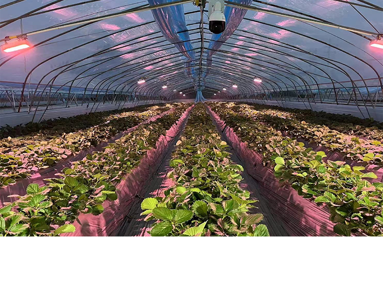 陕西省宝鸡市岐山县康丰草莓种植基地