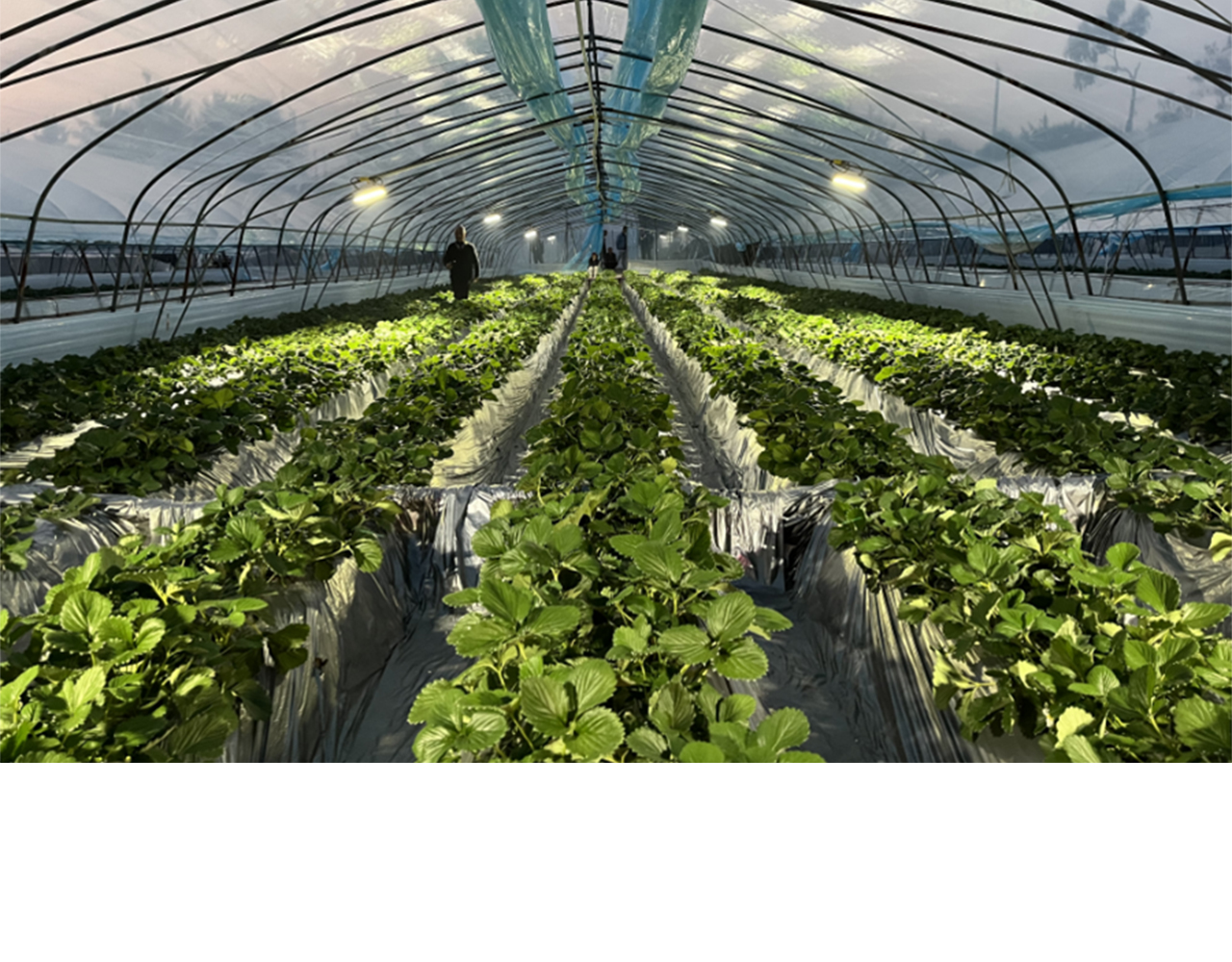 陕西省宝鸡市岐山县康丰草莓种植基地II